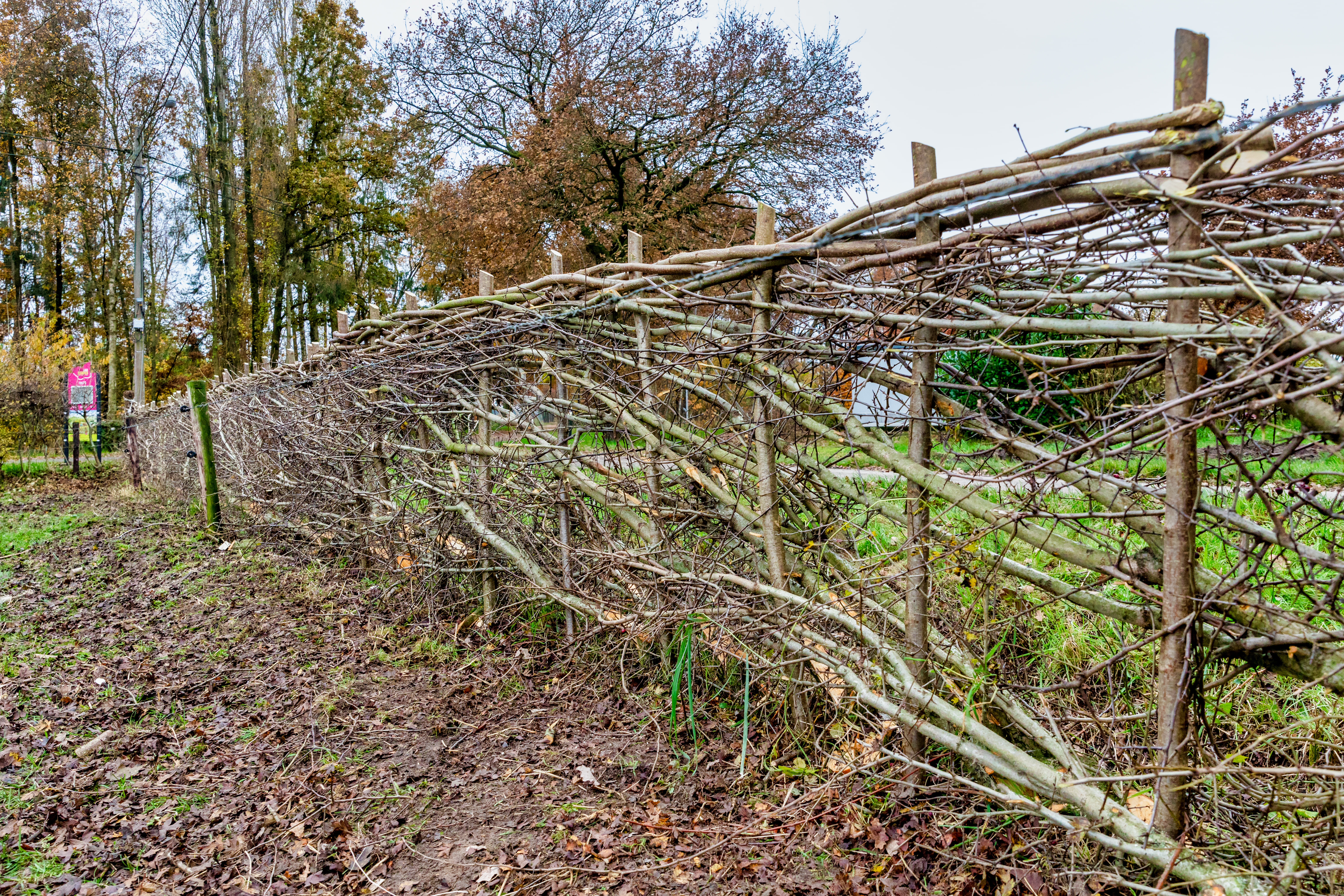 Heggenleggen